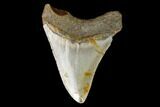 3.35" Fossil Megalodon Tooth - North Carolina - #129972-2